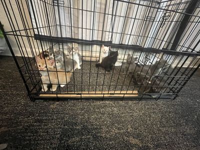 Adorable 6-7 Week Old Kittens - Ready for Their Forever Homes!