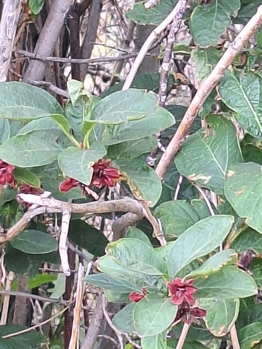 Native berry plants and Grape cuttings Sale and Seed Exchange