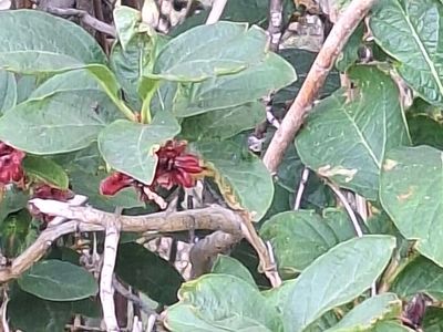 Native berry plants and Grape cuttings Sale and Seed Exchange