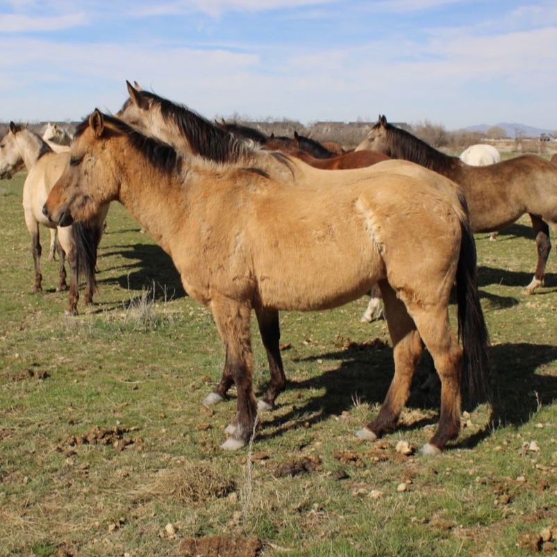 2 Year Old Dunn Filly