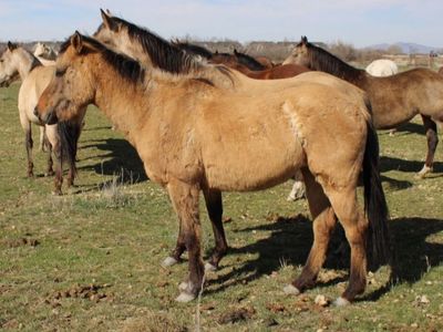 2 Year Old Dunn Filly