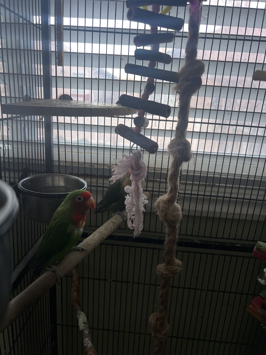 Birds for sale! 250 obo!