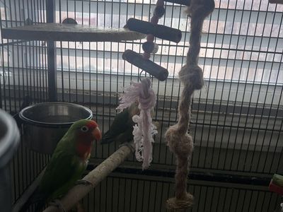 Birds for sale! 250 obo!