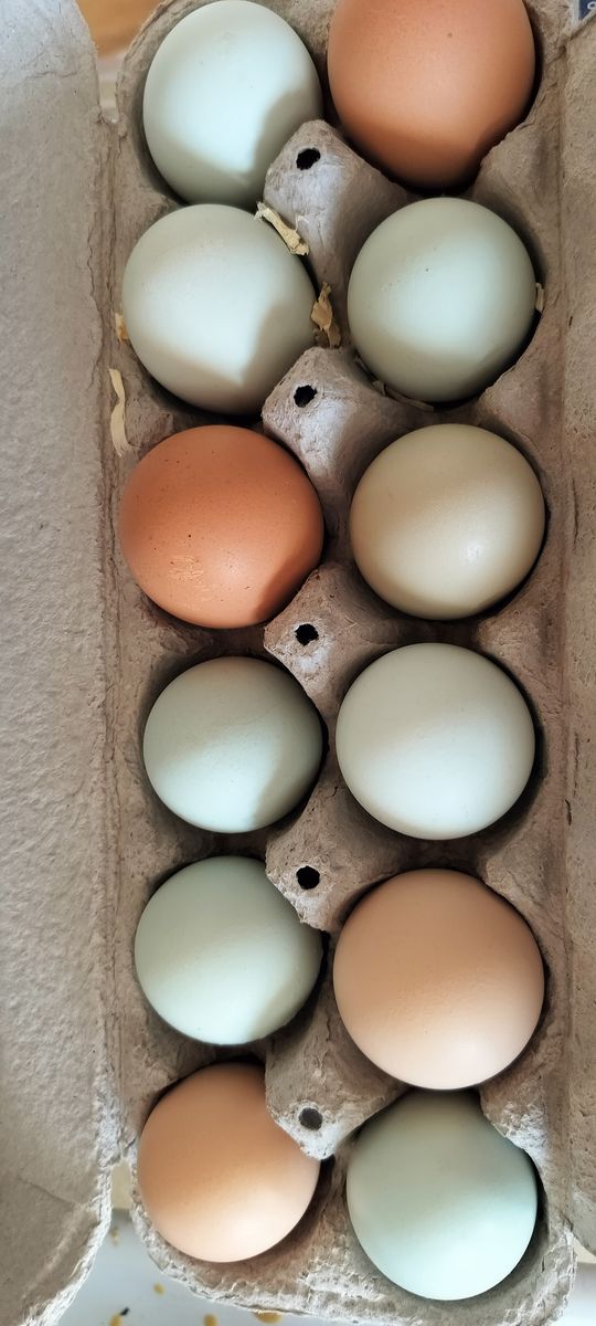 Fresh Eggs