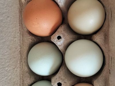 Fresh Eggs