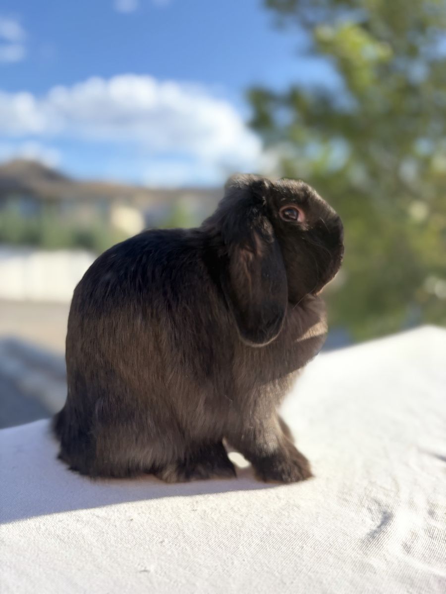 Black holland lop doe