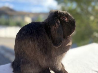 Black holland lop doe