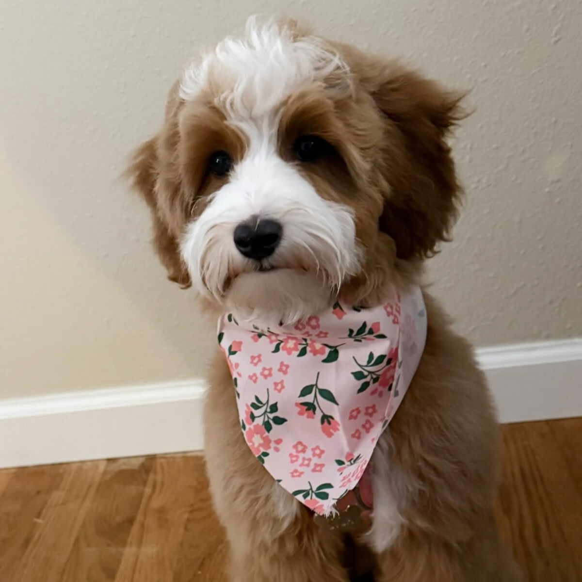 UPCOMING TOY GOLDENDOODLES FALL 2026