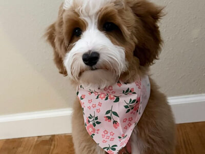 UPCOMING TOY GOLDENDOODLES FALL 2026