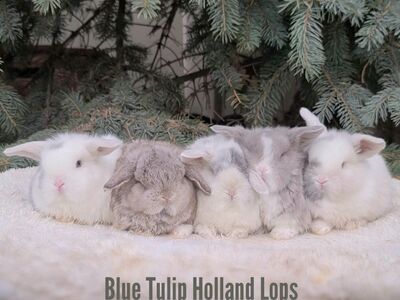 Holland Lops