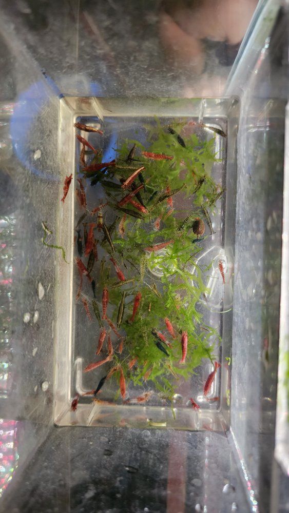 neocaridina shrimp