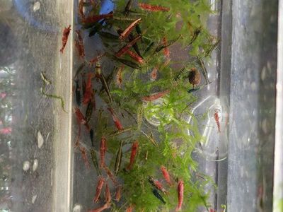 neocaridina shrimp