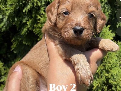 Adorable Cavapoo Puppies - Male and female Pups Ready for New Homes