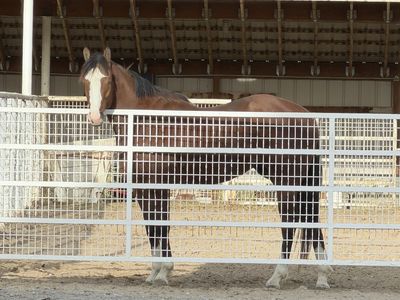 Gelding for sale
