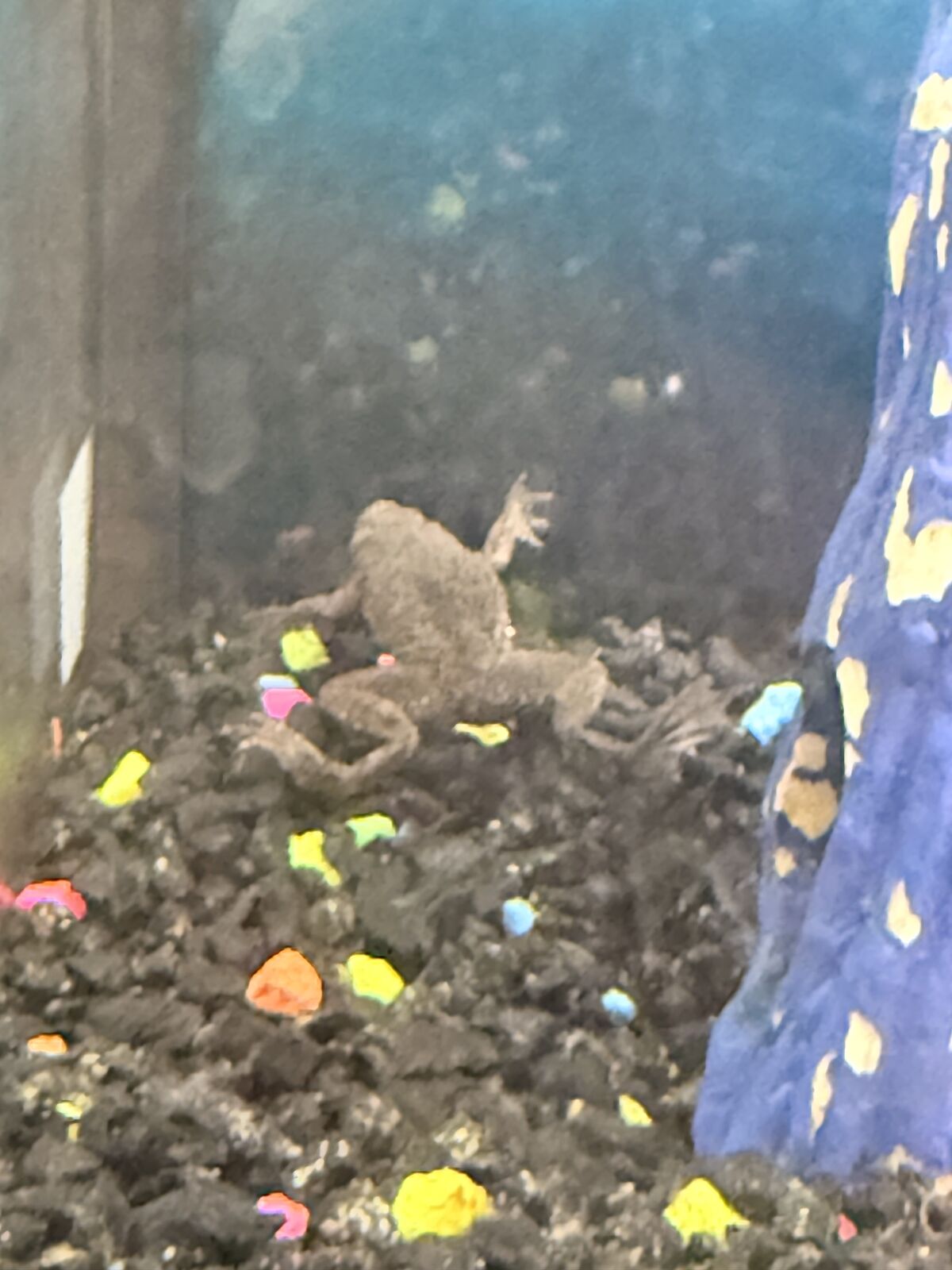 2 dwarf frogs