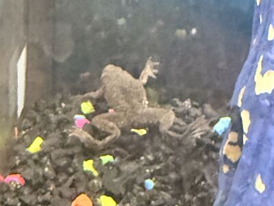 2 dwarf frogs