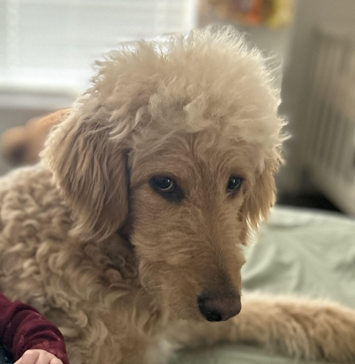 Family Dog (Goldendoodle, 2 years old)