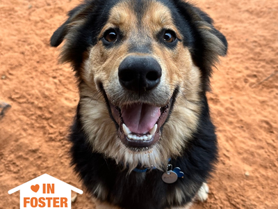 Hello my name is Bolt