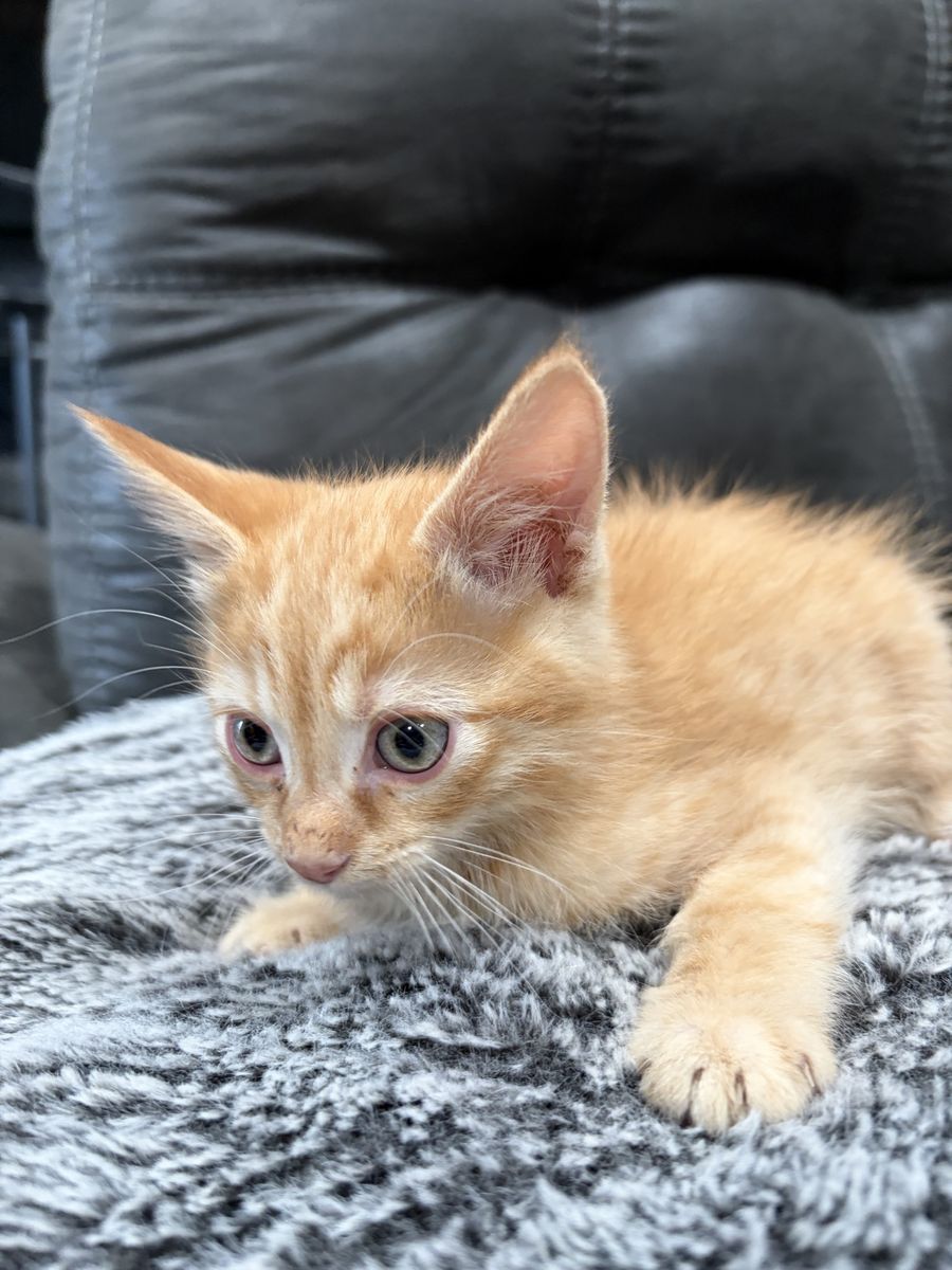 Siberian Mix With Bengal Kittens