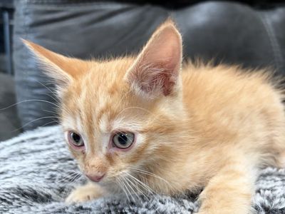 Siberian Mix With Bengal Kittens