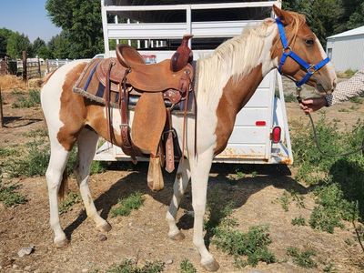 2 year old paint filly