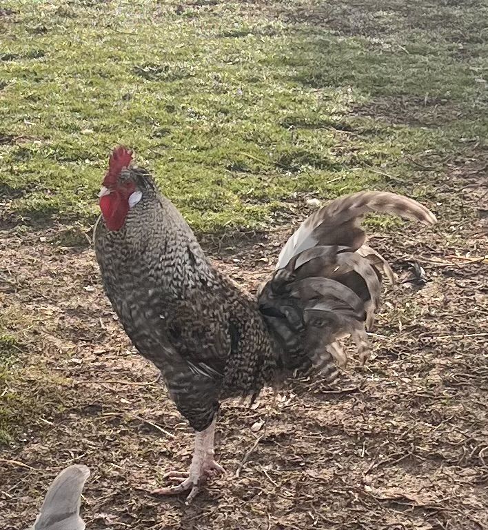 Barnyard mix roosters