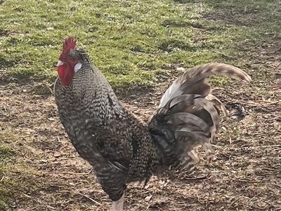 Barnyard mix roosters