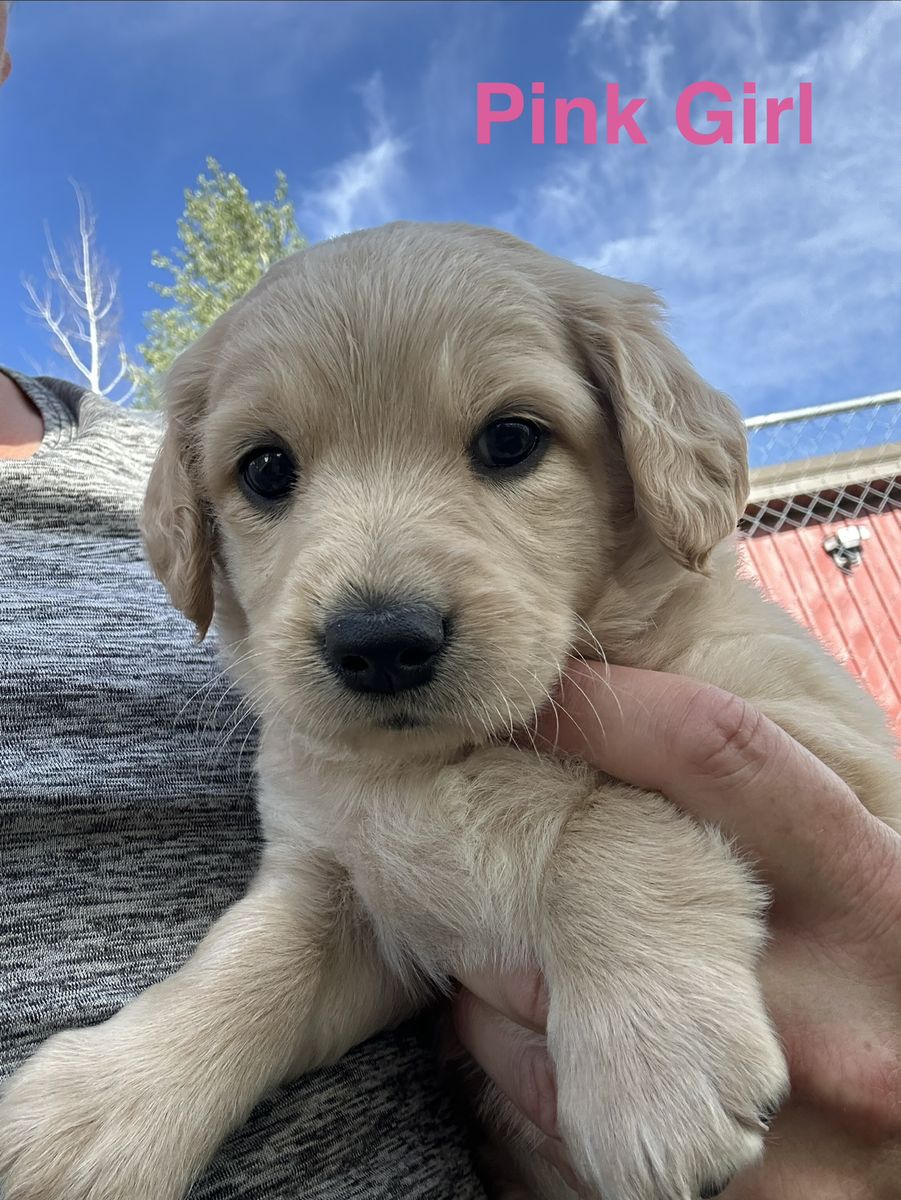 Mini Golden doodles