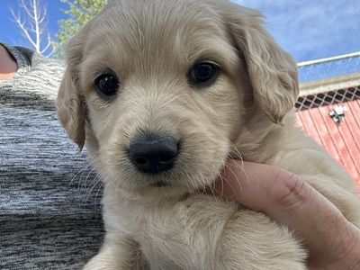 Mini Golden doodles