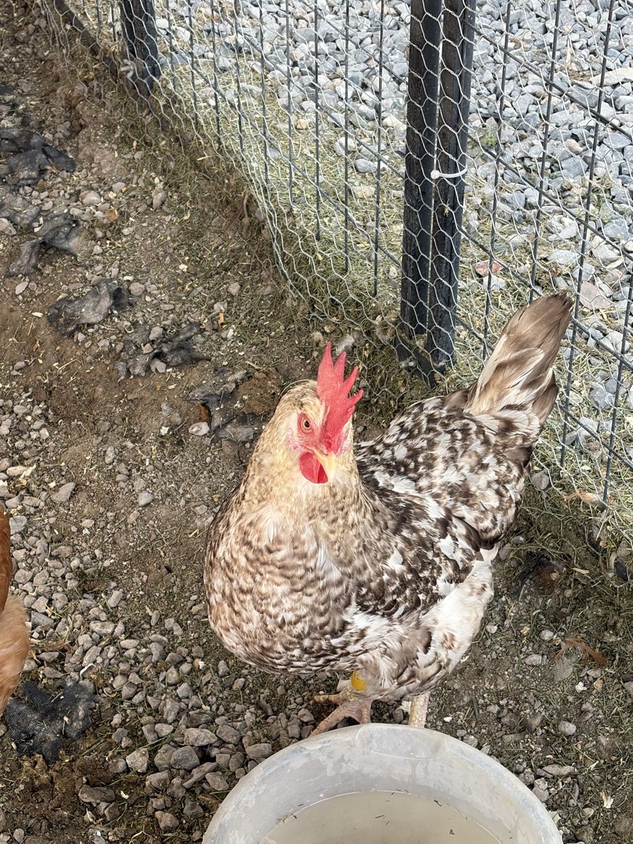Lively Backyard Chickens - Various Breeds, Healthy and Active Poultry for free