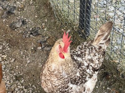 Lively Backyard Chickens - Various Breeds, Healthy and Active Poultry for free