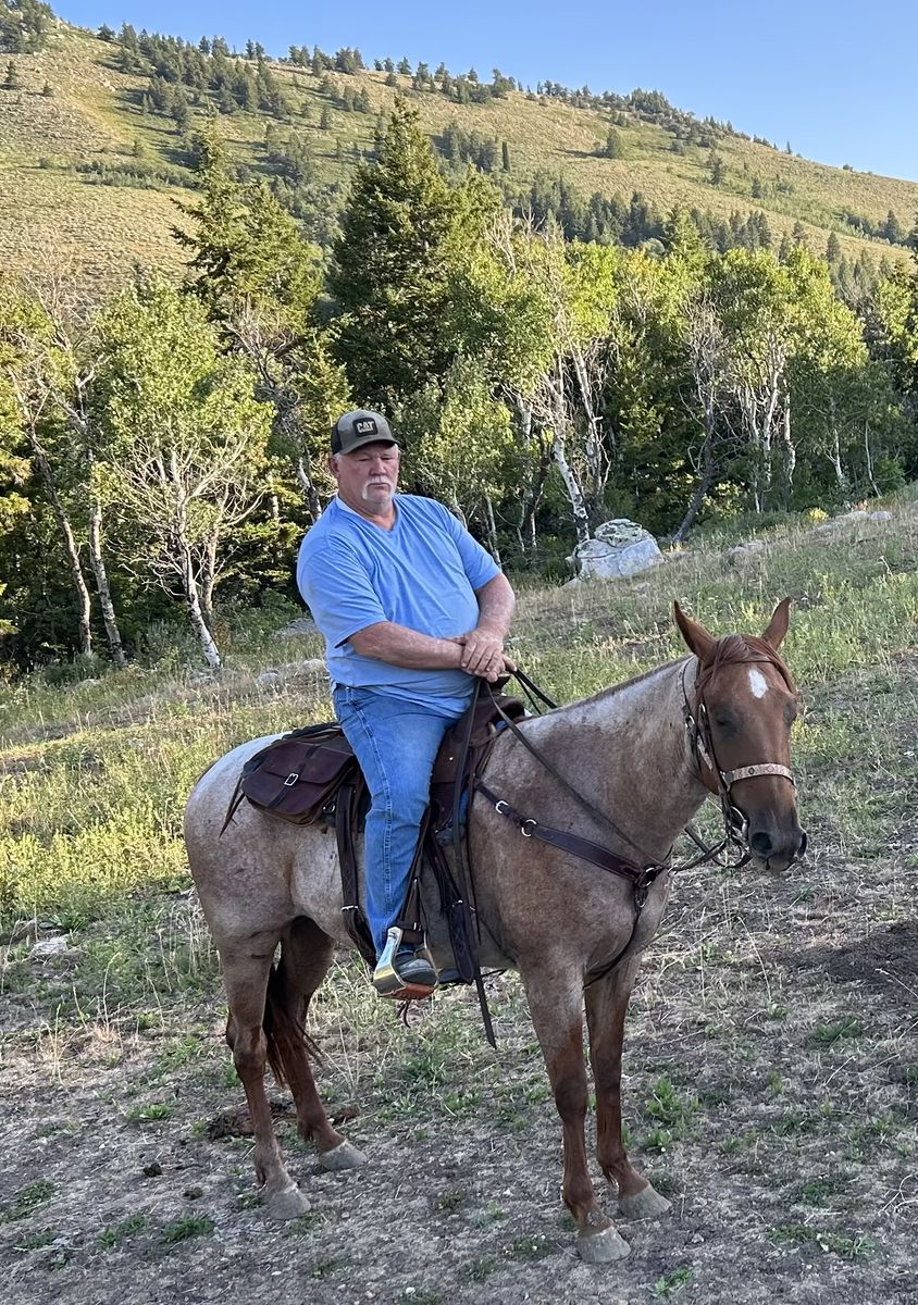 AQHA 5yr Old Red Roan Mare