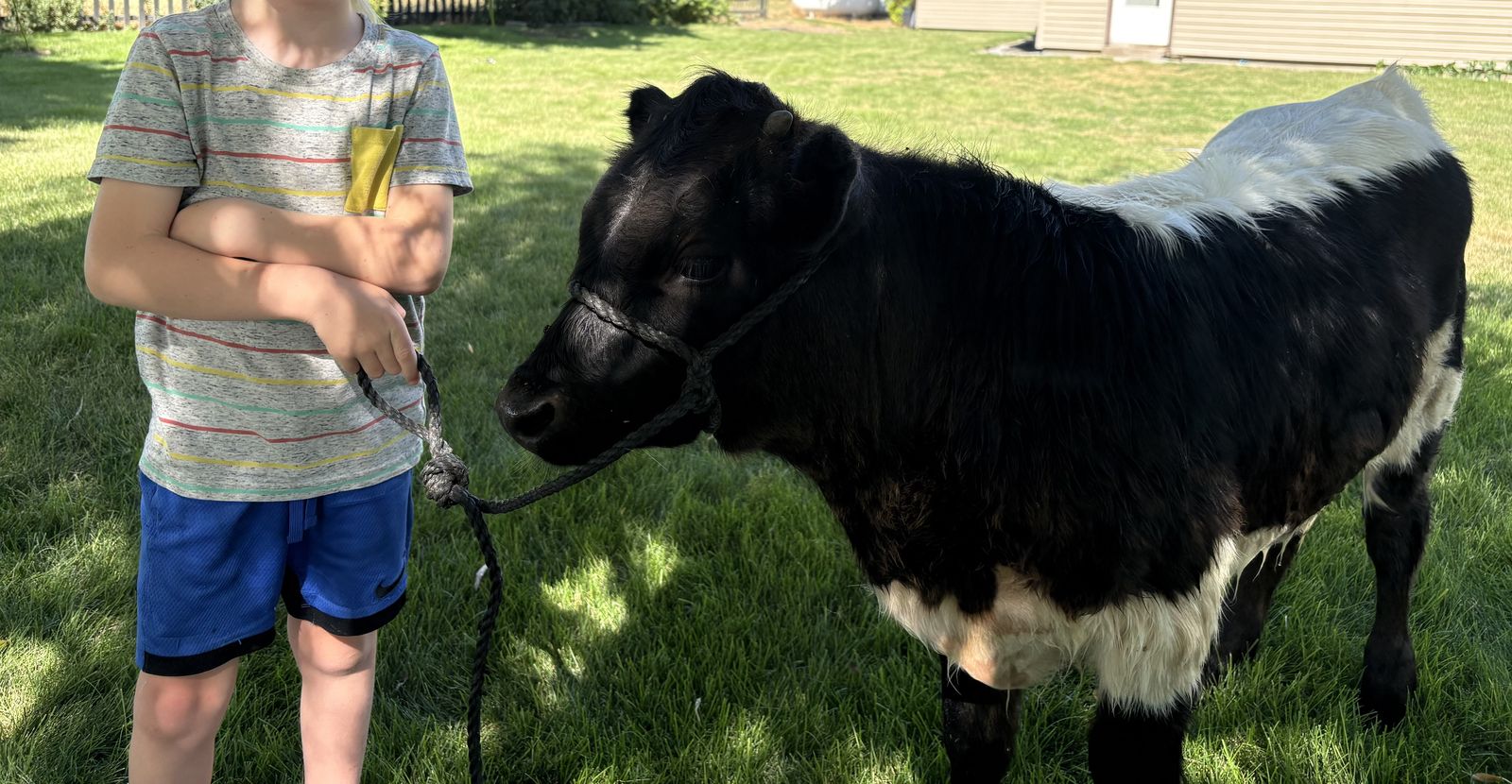 Mini Bull Calf pasture pet