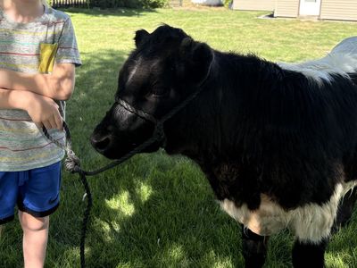 Mini Bull Calf pasture pet