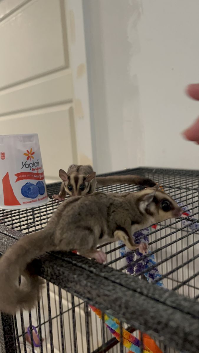 Sugar Gliders- mature bonded pair