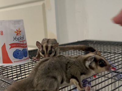 Sugar Gliders- mature bonded pair