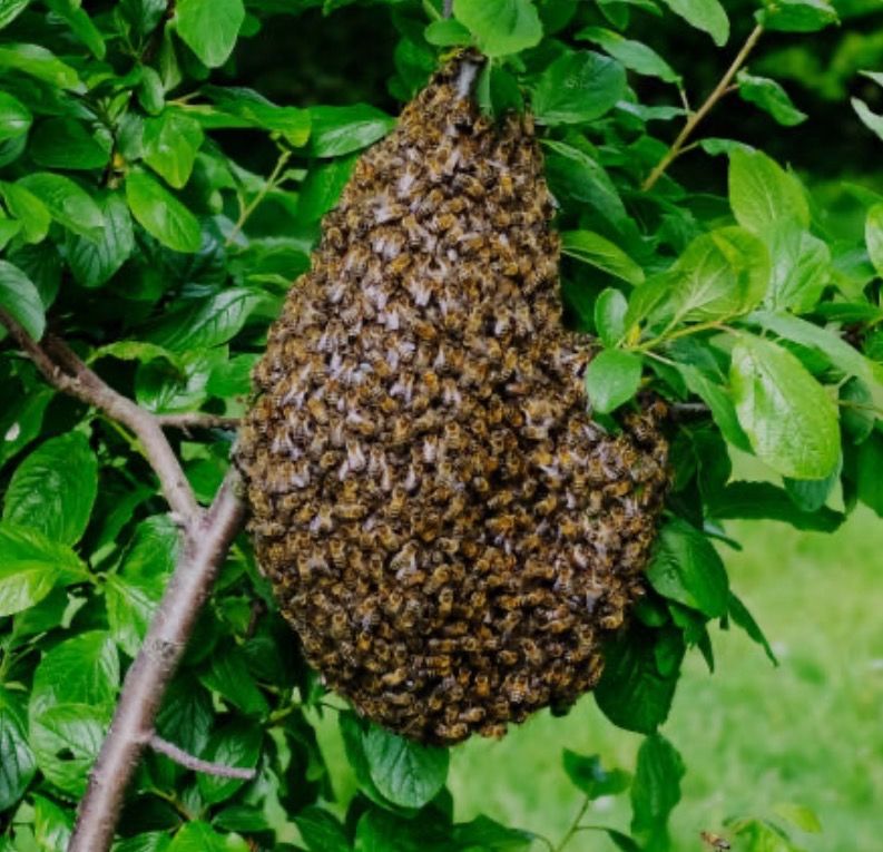 FREE HONEY BEE SWARM REMOVAL – LOCAL BEEKEEPER