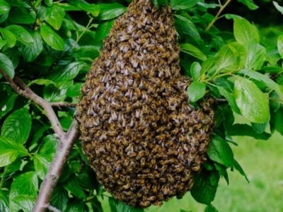 FREE HONEY BEE SWARM REMOVAL – LOCAL BEEKEEPER
