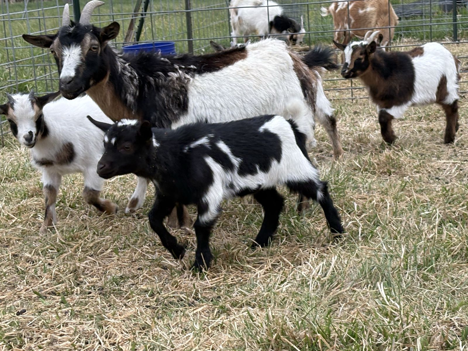 Nigerian dwarf doeling goat