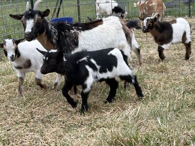 Nigerian dwarf doeling goat