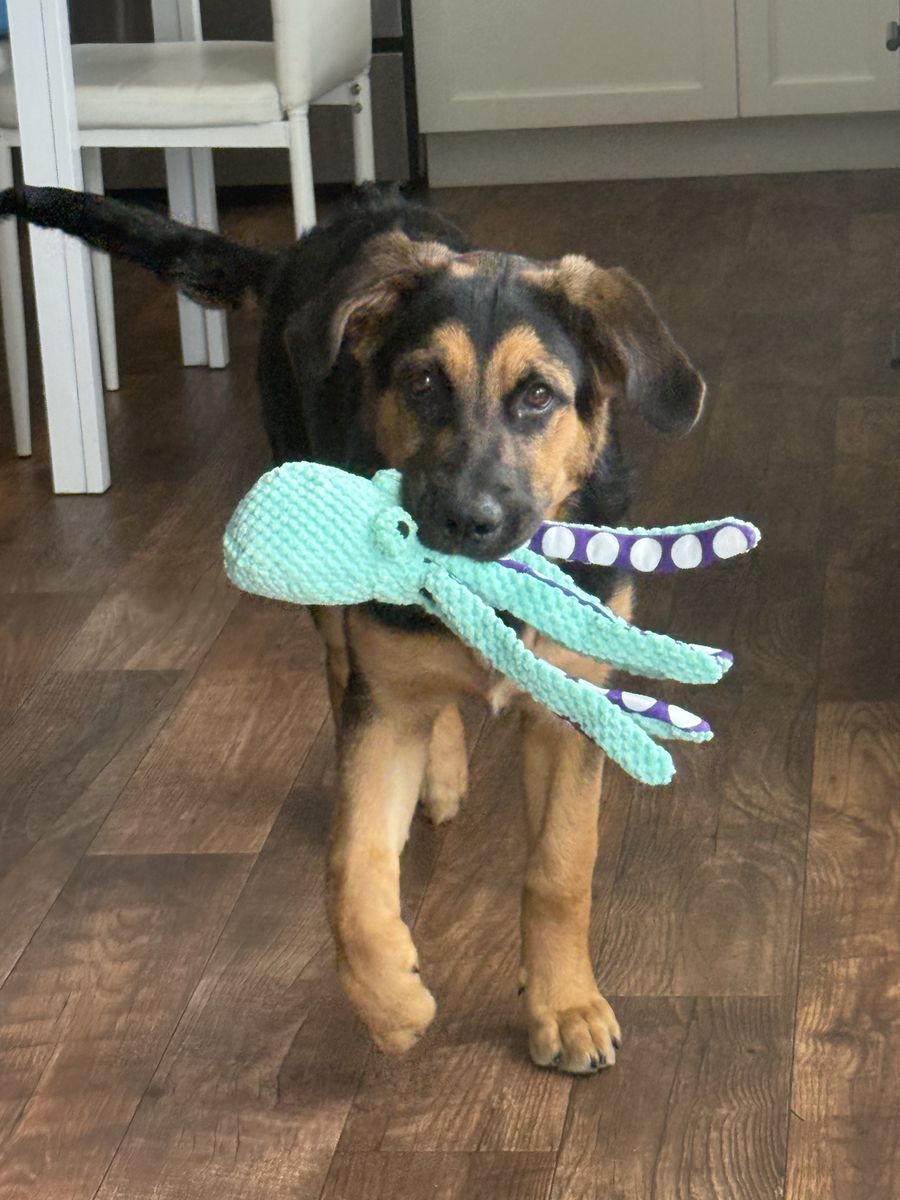 Cutest 1/2 German Shepard 1/2 Bernese mountain puppy