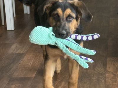 Cutest 1/2 German Shepard 1/2 Bernese mountain puppy