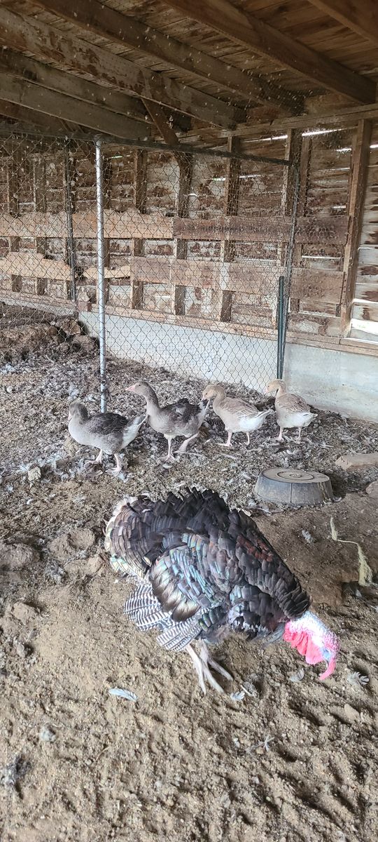 Geese