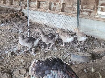 Geese