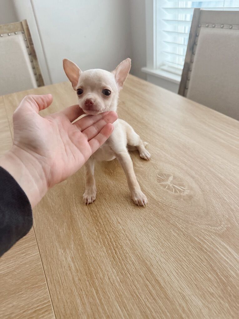 Male Teacup Chihuahua