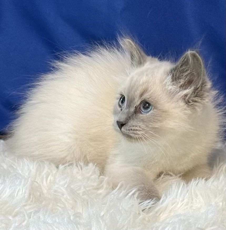 Hypoallergenic Siberian Kitten, TICA REGISTERED! READY: NOW!. GORGEOUS, Great Temperament , Neva Masquerade colored Male !