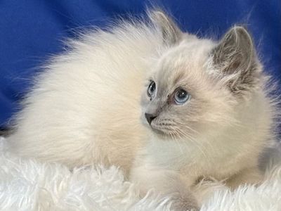 Hypoallergenic Siberian Kitten, TICA REGISTERED! READY: NOW!. GORGEOUS, Great Temperament , Neva Masquerade colored Male !