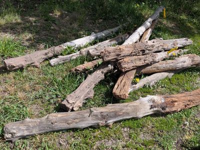 Cedar Posts (old)