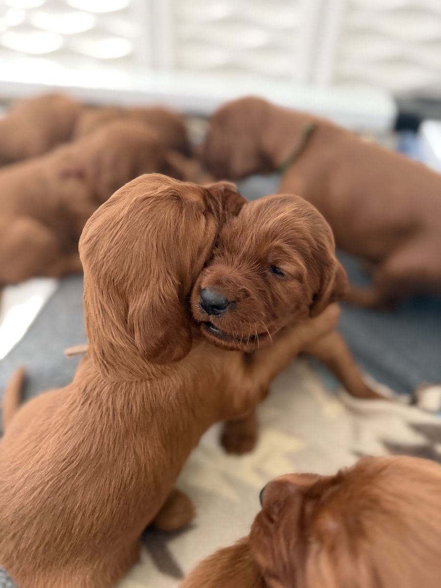 Irish Setter Puppies Are HERE!!!!