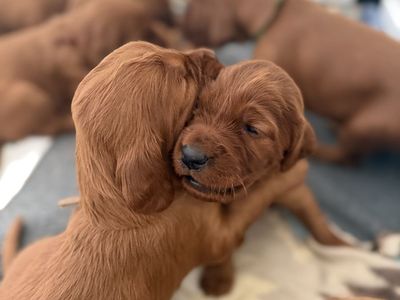 Irish Setter Puppies Are HERE!!!!